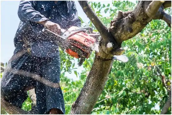 tree services Riesel